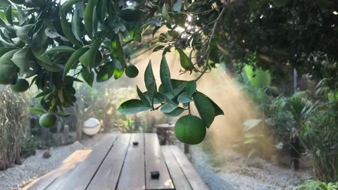 Citrus tree with green fruit and water spray in sunny garden Stock Footage 343291076