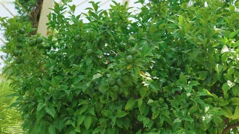 Citrus tree with green oranges in Valencia Spain Stock Footage 345396717