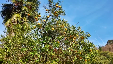 Citrus Tree Laden with Fruit Against Blue Sky Stock Footage 322920540