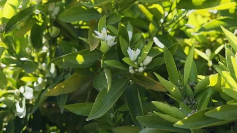 Citrus tree leafs with flower Stockbeeldmateriaal 168240904