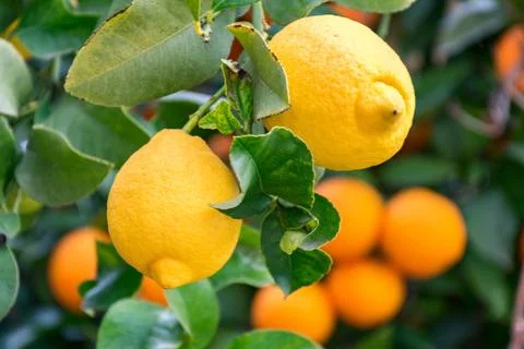 Citrus on the tree Stock Photos