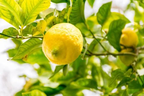 Citrus on the tree Stock Photos