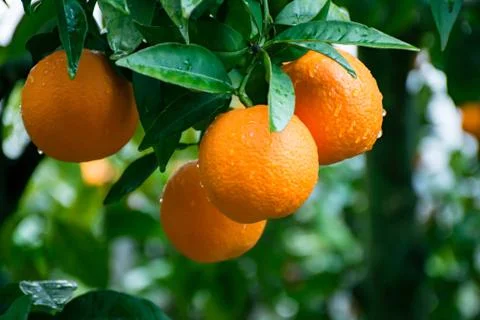 Citrus on the tree Stock Photos
