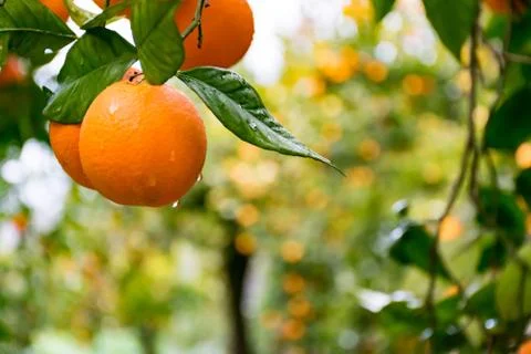 Citrus on the tree Stock Photos