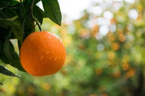 Citrus on the tree Stock Photos