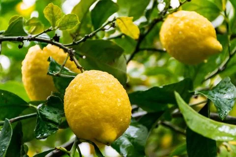 Citrus on the tree Stock Photos