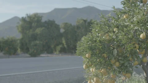 Citrus tree by a road with orchard and mountains Stock Footage 344092798