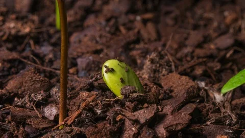 Citrus tree seedling time lapse - sprout emerging from soil Stock Footage 108388743