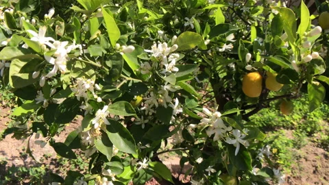 Citrus Tree Tilt Up Stock Footage 201011436