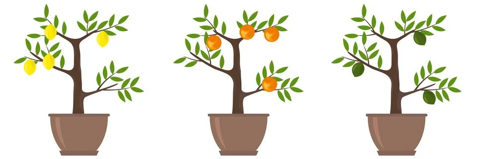 Citrus Trees Stock Illustration
