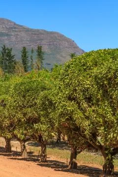 Citrus Trees Stock Photos