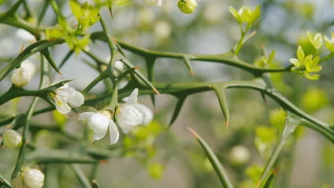 Citrus Trifoliata Fruit Tree. Thorny Shrub With White Flowers. Flowering Of Vidéo 259355553