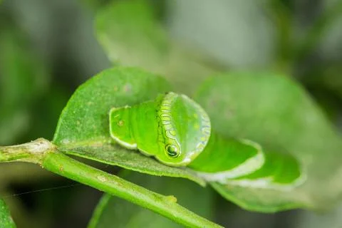Citrus worm Stock Photos