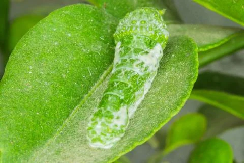 Citrus worm Stock Photos