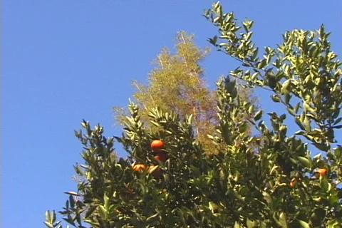 Citrus-zoom Видео 816985