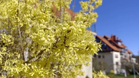 City architecture. Nida. Lithuania Stock Footage 77205181