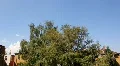 City backstreet idyll with flying swallows blue sky HD Footage