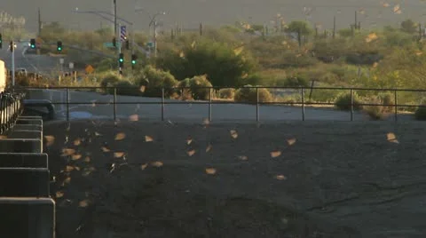 City Bats Stock Footage