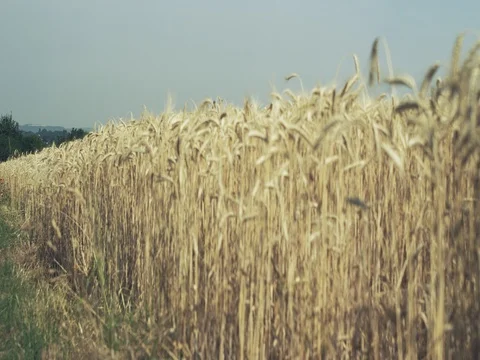 City behind a field Stock Footage 77263385