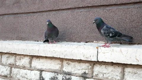 City birds Stock Footage 158213630