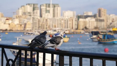 City birds pigeons on a railing on the waterfront of Malta Stock Footage 82192653
