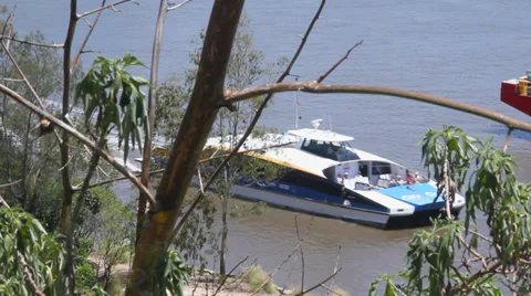 City Cat Thru Trees Stock Footage 35674952
