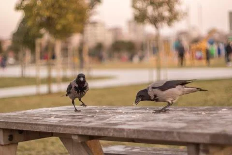 City crows Stock Photos
