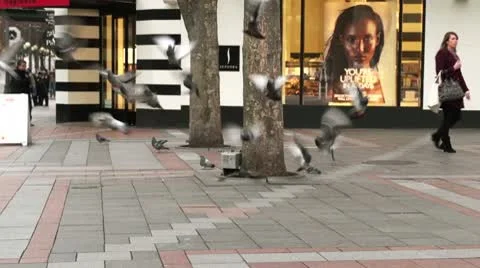 City Doves Stock Footage 10734054