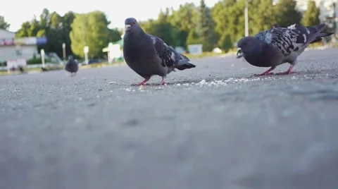 City doves pecking bread Stock Footage 54071862
