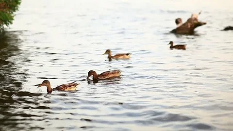 City duck 2 Stock Footage 80190571