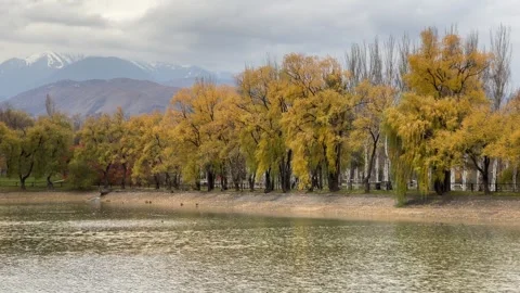 City duck pond. Stock Footage 303884369