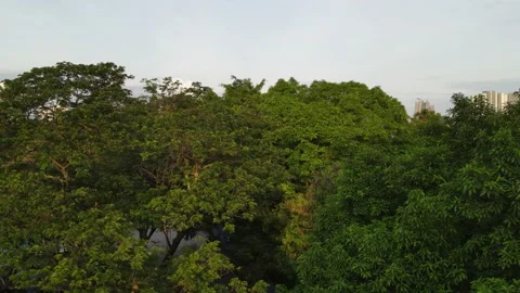 City emerging from tree tops as drone flies upward Stock Footage 157945451