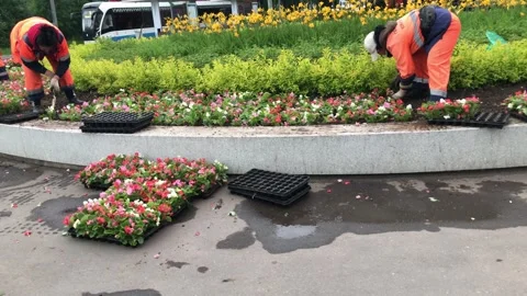 City floristics Stock Footage 335706168