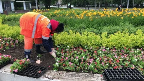 City floristics Stock Footage 335706172