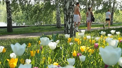 City flowers 002 Stock Footage 10827232