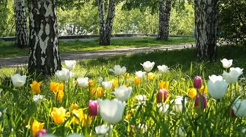 City flowers 003 스톡 동영상 10826435