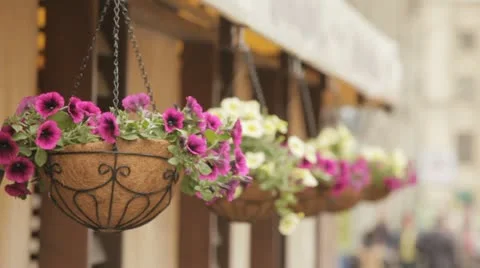 City flowers. Video stock 22157672