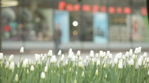 City flowers. Video stock 22158012