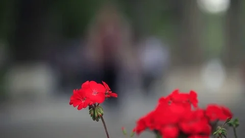 City Flowers 스톡 동영상 78030545