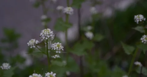 City flowers Stock Footage 127126002