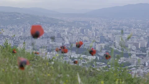 The city in flowers Video stock 247355116