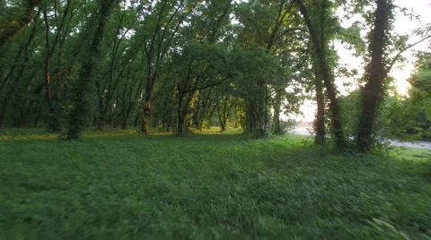 City Forest Ascend Stock Footage 66520784
