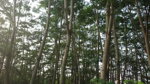 City forest Stock Footage 206594018