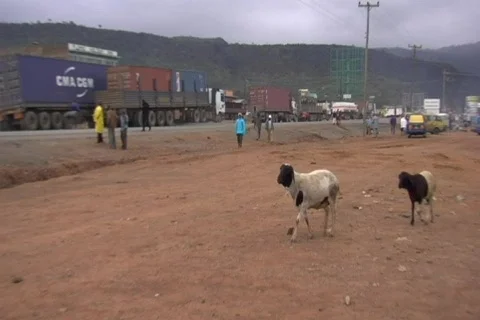 City goats 스톡 동영상 266010