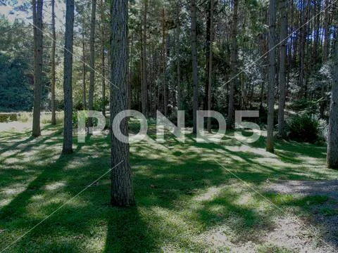 City of Gramado - Brazil, January 19, 2018: Eucalyptus grove and grass in the Stock Photos