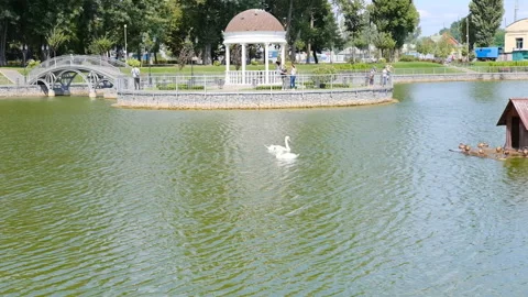 The city lake on which two white swans and ducks floats. Beautiful and Stock Footage 121397882