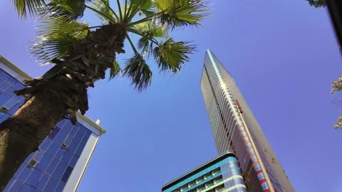 City palm trees swaying between modern office buildings 库存影片 337645829