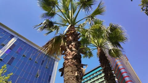 City palm trees swaying between modern office buildings Stock-Footage 338163724