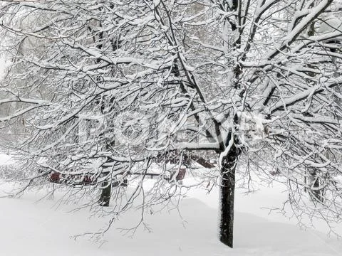 City park after snowfall at day Stock Photos