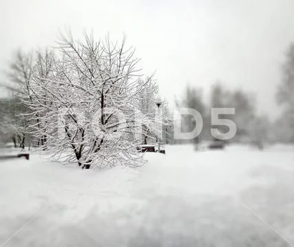City park after snowfall at day Stock Photos